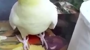 黄鹦鹉吹口哨